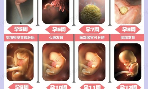 怀孕可以吃花粉吗？怀孕吃什么比较好